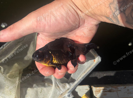 Fancy goldfish