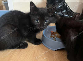 2 male black kittens