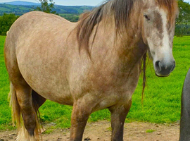 Irish draught x cob mare 5 year old