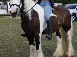15h ride and drive cob gelding