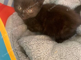 Kitten