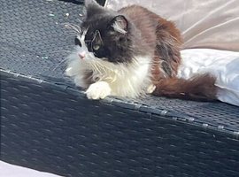 5/6yr old cat in need of a rehoming.