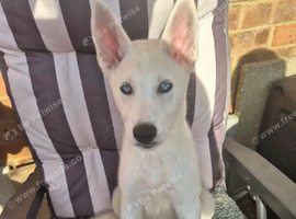 American Akita x Siberian Husky