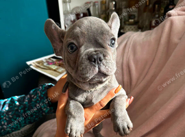 OFFERS!French bulldog boys and girl
