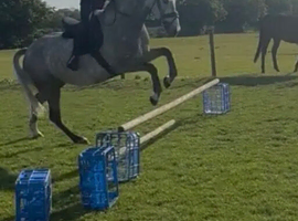 Wanted horse