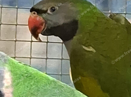 Young Derbyan Parrots