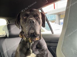 Cane corso 2 year old