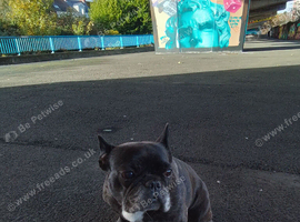 8 year old female French bulldog