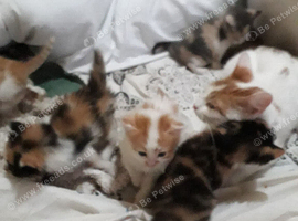 Kittens for sale
