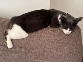 1&2 year old cats