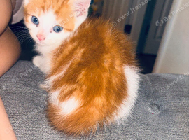 1 boy tabby- 1 girl ginger white