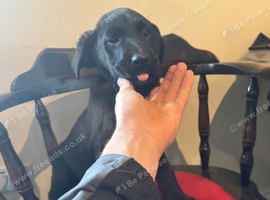 Labrador retriever puppies