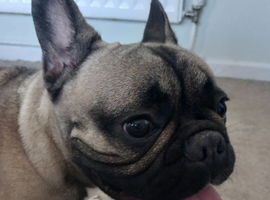 1 year old french bulldog