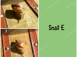 Baby giant African land snails (Lissachatina fulica)