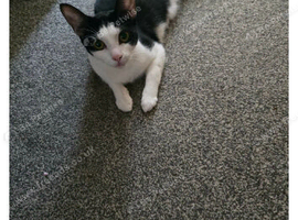 Kittens