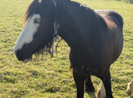 3 year cob  filly