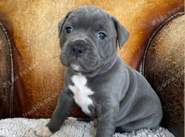 Kc registered blue Staffordshire bull terrier puppies