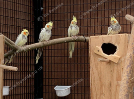 Pied Cockatiels