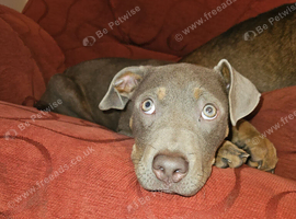 German Shepherd Cross American bully