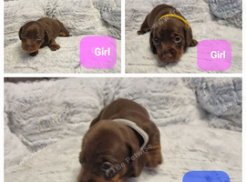 7 miniature dashshunds looking for their forever homes