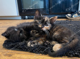 Kittens for sale