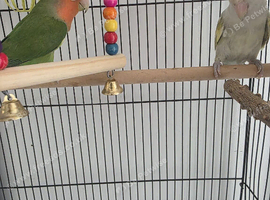 2 lovebird