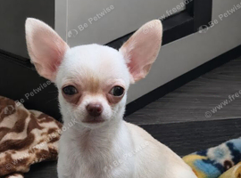 Adorable chihuahua puppies ready for there forever home
