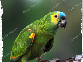 Parrot wanted