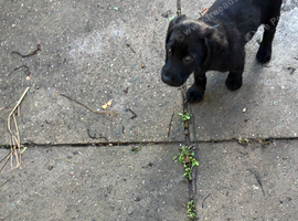 Sprollie male puppy for forever home