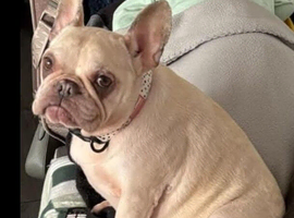 ***FERN RESCUE* FRENCH BULLDOG FOR ADOPTION***