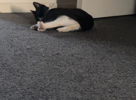 Cats