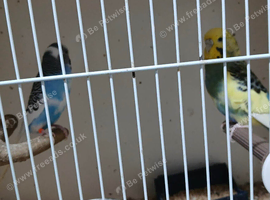 Mix or budgies