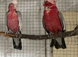 Breeding pair of Gallah cockatoo