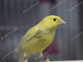 Waterslager canaries wanted
