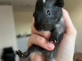 Two male guinea pigs