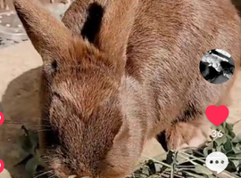 Two rabbits looking for a forever home.