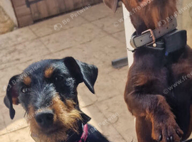 Female jagdterrier