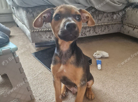 Pup for sale