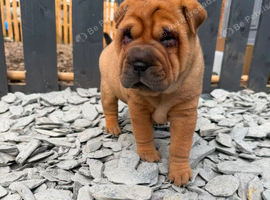 4 males 1female sharpies 8 weeks old ready now &pound;995