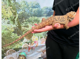 Female bearded dragon