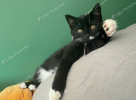 Kitten need rehomed