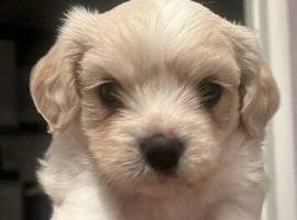 Beautiful cavachon puppies