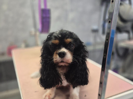 KC Cavalier king Charles Spaniel's puppies for sale
