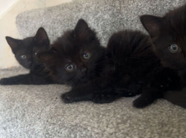 2 black female kittens available for sale