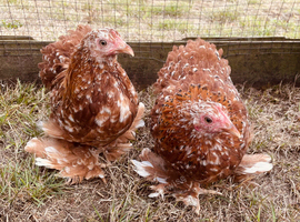 Pekin girls