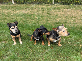 Beautiful black and tan dog for stud