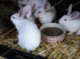 New Zealand white rabbits for sale