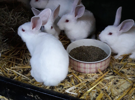 New Zealand white rabbits for sale