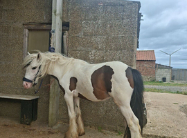 Gypsy Cob Colt 2 Years Old