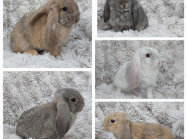 Durham French Lops